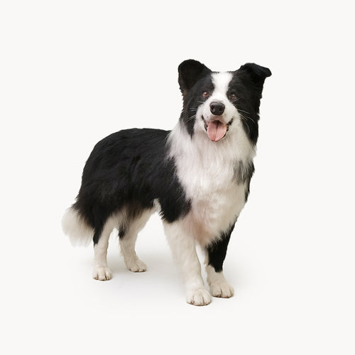 Custom 3D Wool Felt Pet Sculpture – Full Body